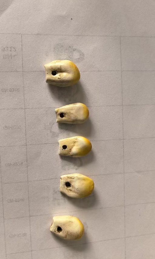 Resin Elk Ivories